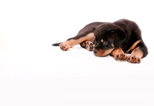 Rottweiler puppy on a white background.