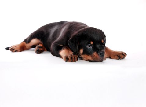 Rottweiler puppy on a white background.