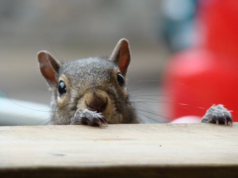 squirrel playing peek a boo for nuts