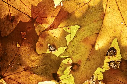 Autumn background from the fallen down leaves.