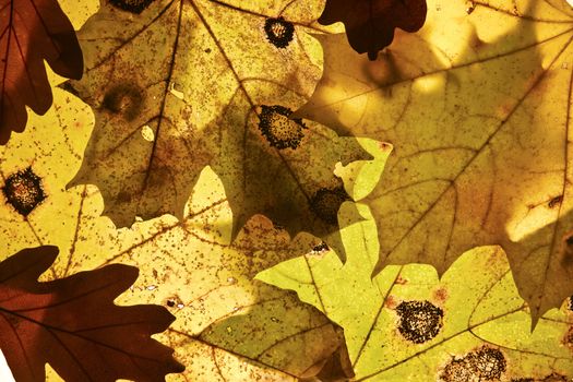 Autumn background from the fallen down leaves.