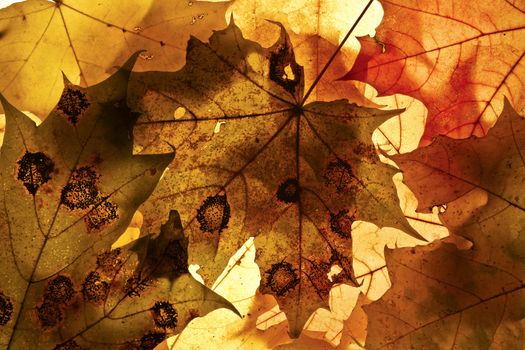 Autumn background from the fallen down leaves.