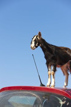 This mountain goat tried to eat a car antennas