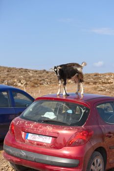 This mountain goat tried to eat a car antennas