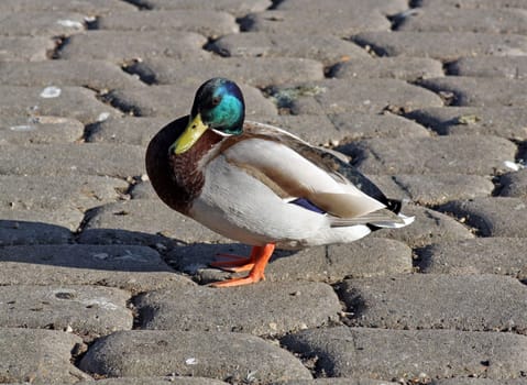 a duck walking on land