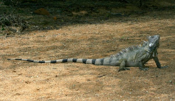 
Iguana in Nature Bonaire island Caribean sea