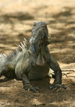 Iguana in Nature Bonaire island Caribean sea