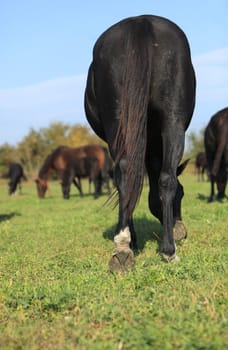 Rear view of a black horse in a herd.