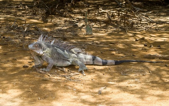 Iguana in Nature Bonaire island Caribean sea