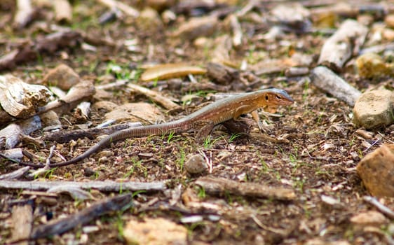 Iguana in Nature Bonaire island Caribean sea