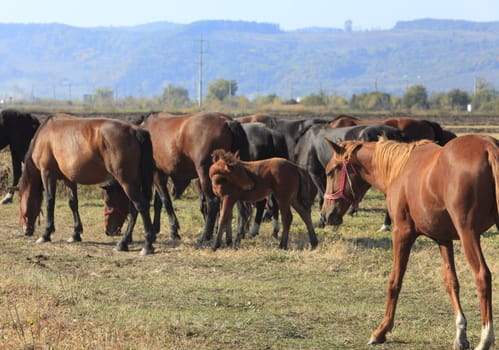 Herd of horses grazing in an autumn field.