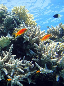 Underwater scene, rest on the Red sea, Egypt, Sharm El Sheikh