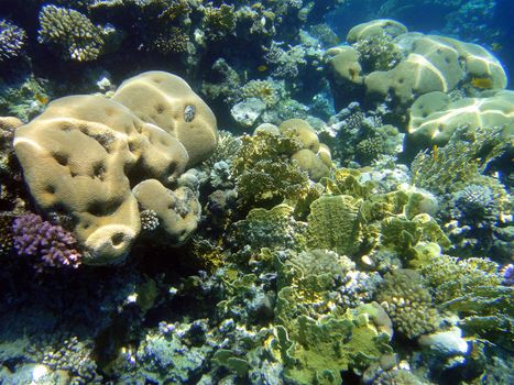 Underwater scene, rest on the Red sea, Egypt, Sharm El Sheikh