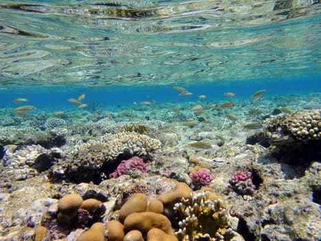 Underwater scene, rest on the Red sea, Egypt, Sharm El Sheikh