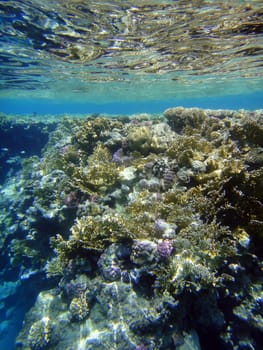 Underwater scene, rest on the Red sea, Egypt, Sharm El Sheikh