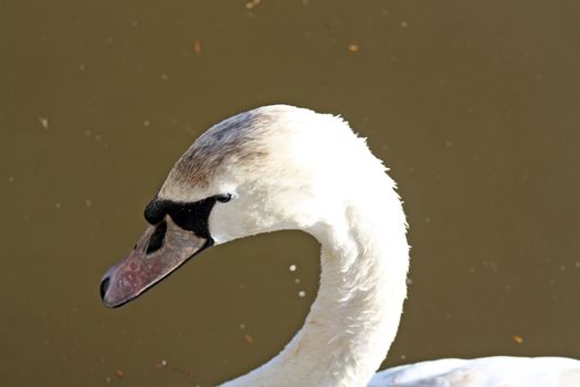 close up swan