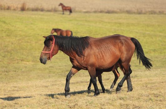 Horses running in an autumn field