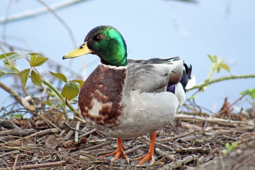 duck on river bank