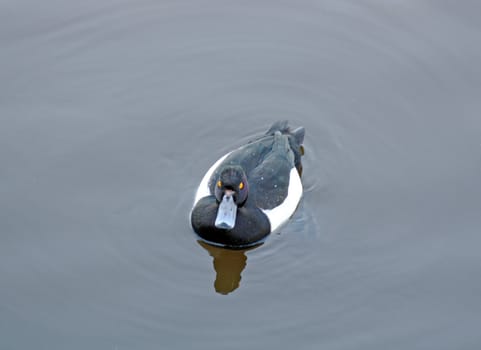 black and white duck with orange eyes