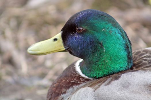 duck up close