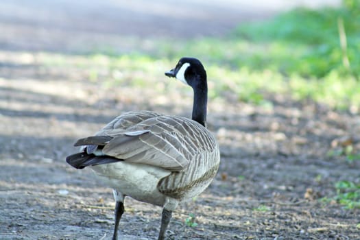 duck walking on land