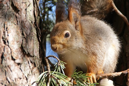 The small amusing fluffy animal lives in coniferous forests, climbs on trees. 