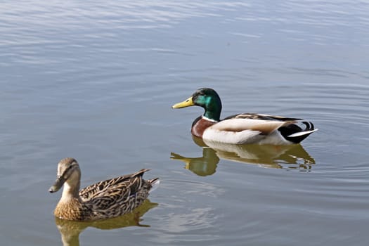 two ducks on water