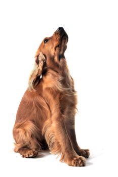 portrait of a  purebred english cocker in a studio