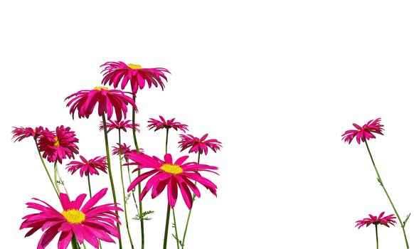 Group of hot pink daisy flowers isolated on white background.
