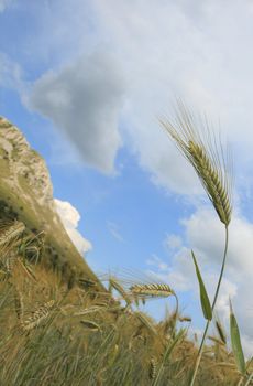 Barley spike against a beautiful cloudy sky.