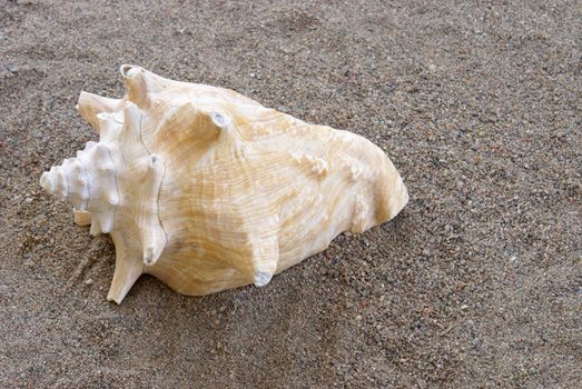 Conch shell on the sand at the beach.