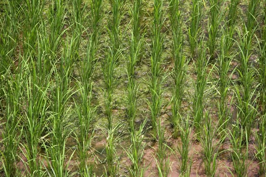 A rice field texture. Bali. Indonesia