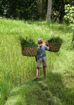 The man with the baskets filled with a grass. Bali. Indonesia