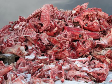 The big heap of bones on a slaughterhouse.