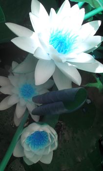 three white and turquoise water lily blossoms
