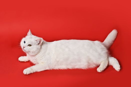 funnny white cat on the red background