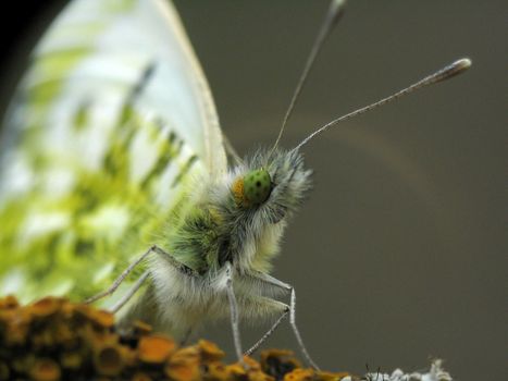 Butterfly with green eyes. Close-up view.