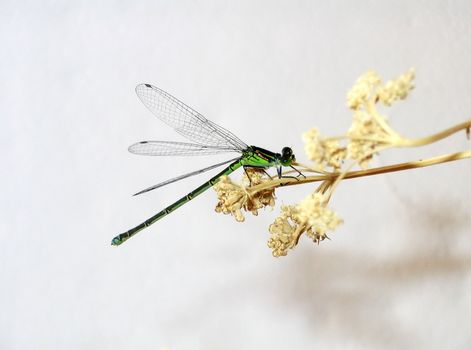 Green Dragonfly sits on dry branch
