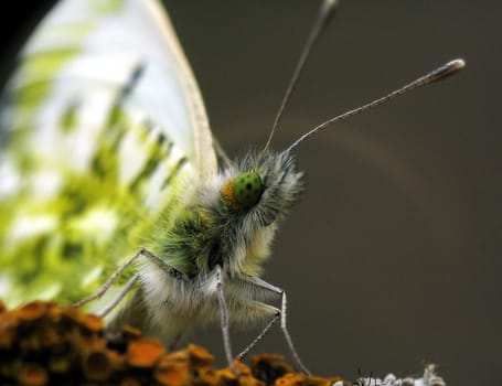 Butterfly with green eyes. Macro view.