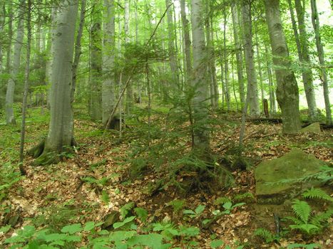 Mountain forest with fern and boulders