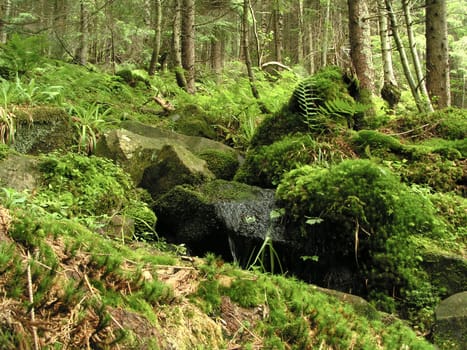 Mountain forest with fern and boulders