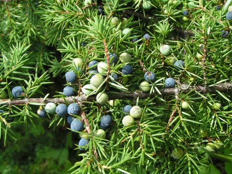 Juniper with berries    