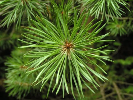 Pine branch close-up    