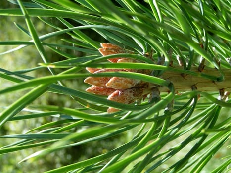 Pine branch close-up    