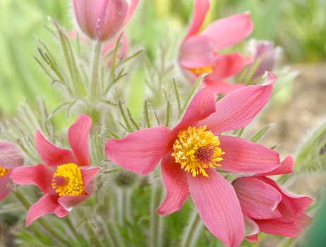 Fresh red pasque-flower in spring garden