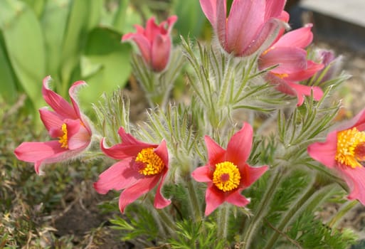 Fresh red pasque-flower in spring garden