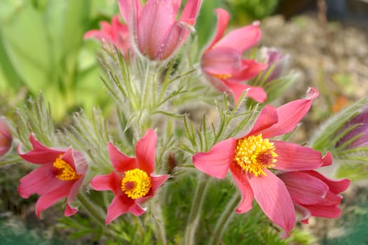 Fresh red pasque-flower in spring garden