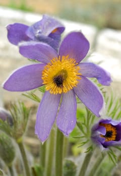 Fresh purple pasque-flower in spring garden