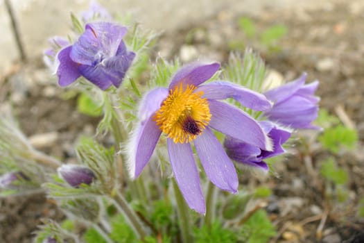 Fresh purple pasque-flower in spring garden