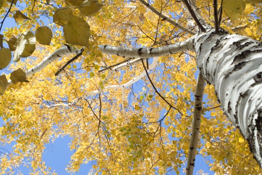 Birch stem in fall on the blue sky, shooting from bottom